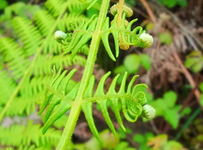 Tatil Evi Casa Pietraia *